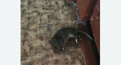 Дезинфекция от мышей в Центральном Чертаново города Москвы